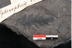 Foto (Detailansicht) von Sphenopteris clentiana Ettingshausen (NHMW-GEO-2024-0188-10281)